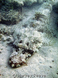 crocodile fish in natural light by Harvey Reeve 